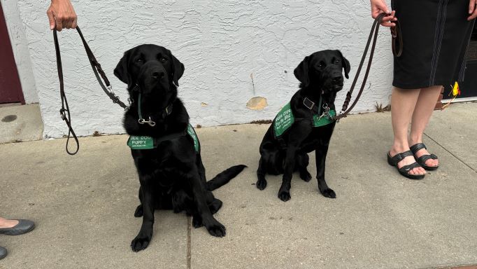 Two black lab guide dog puppies sitting on a sidewalk near their raisers' legs